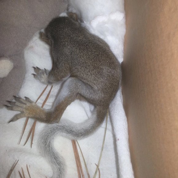 Meet your Posher, Sissie - Picture 7 of 14